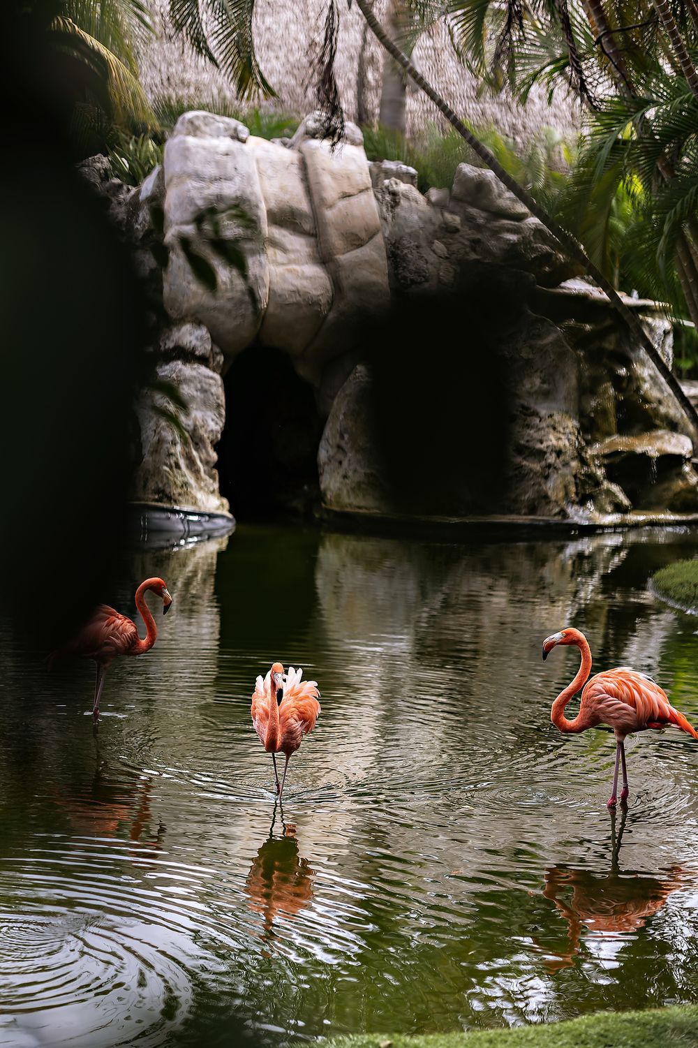 Flamingos at the pond inside Grand Palladium Riviera Maya during wedding day.