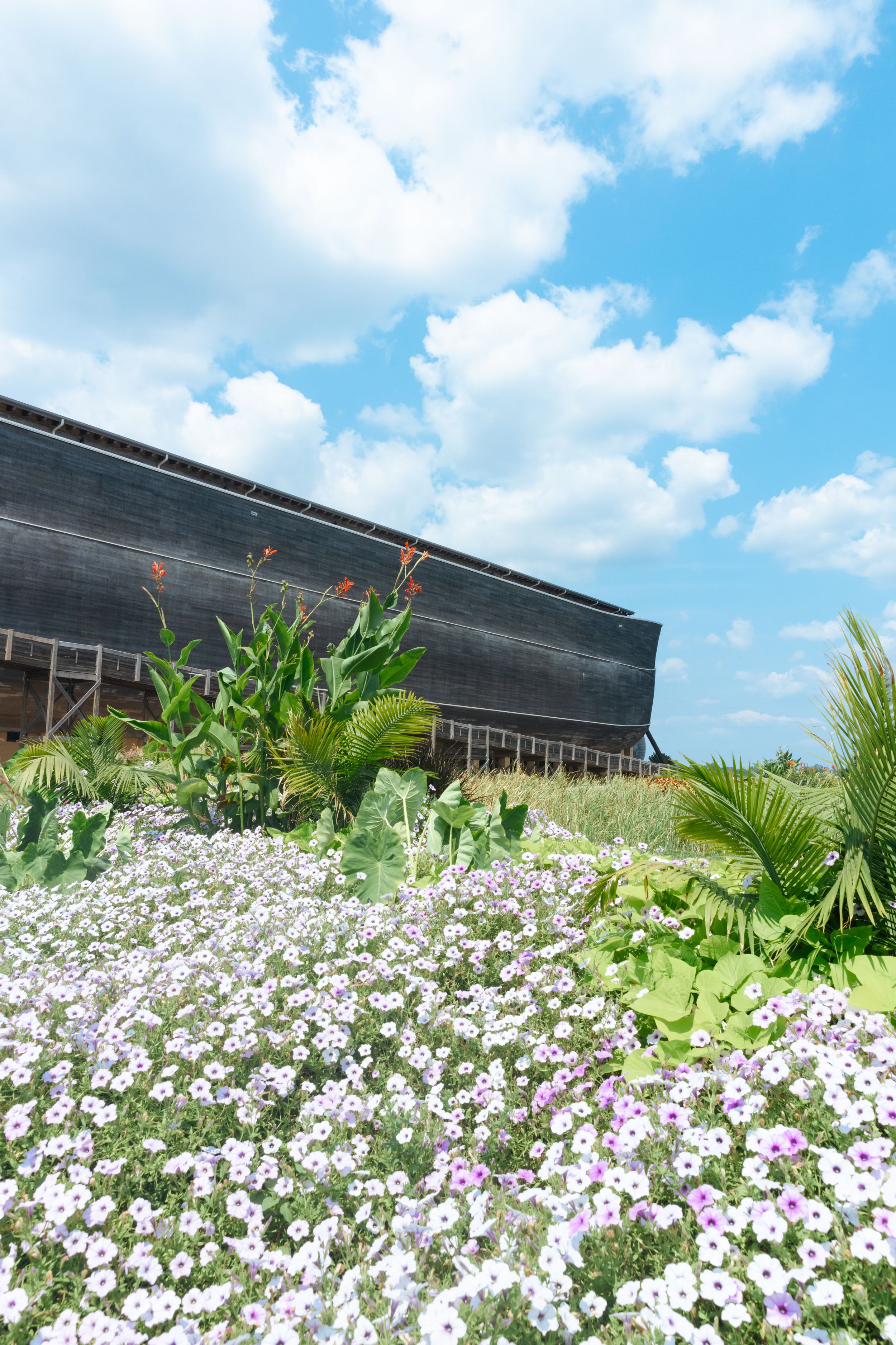 Field of white cosmos flowers blooming with palm trees and blue sky.