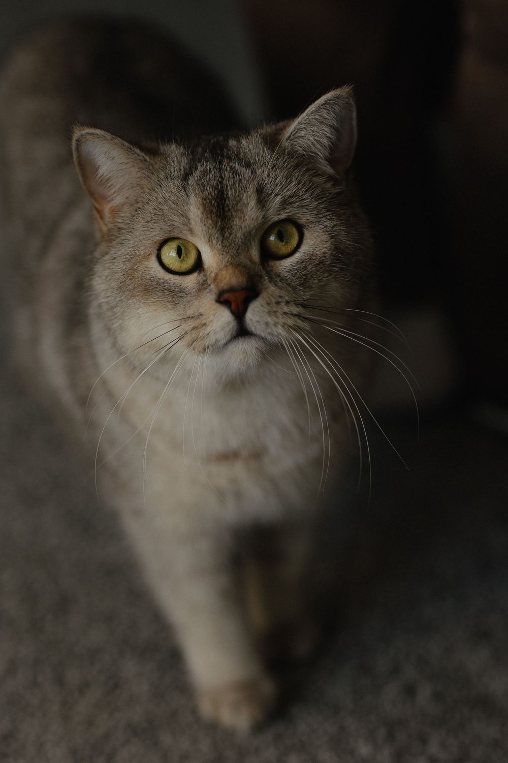 Close-up portrait series of a British shorthair cat with bright yellow eyes and cream-colored fur in moody lighting.