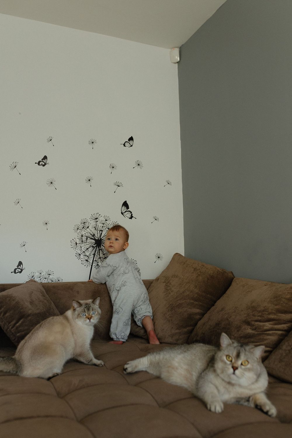 A baby in gray pajamas sits on a brown couch with two fluffy white cats while dandelion decals adorn the wall.