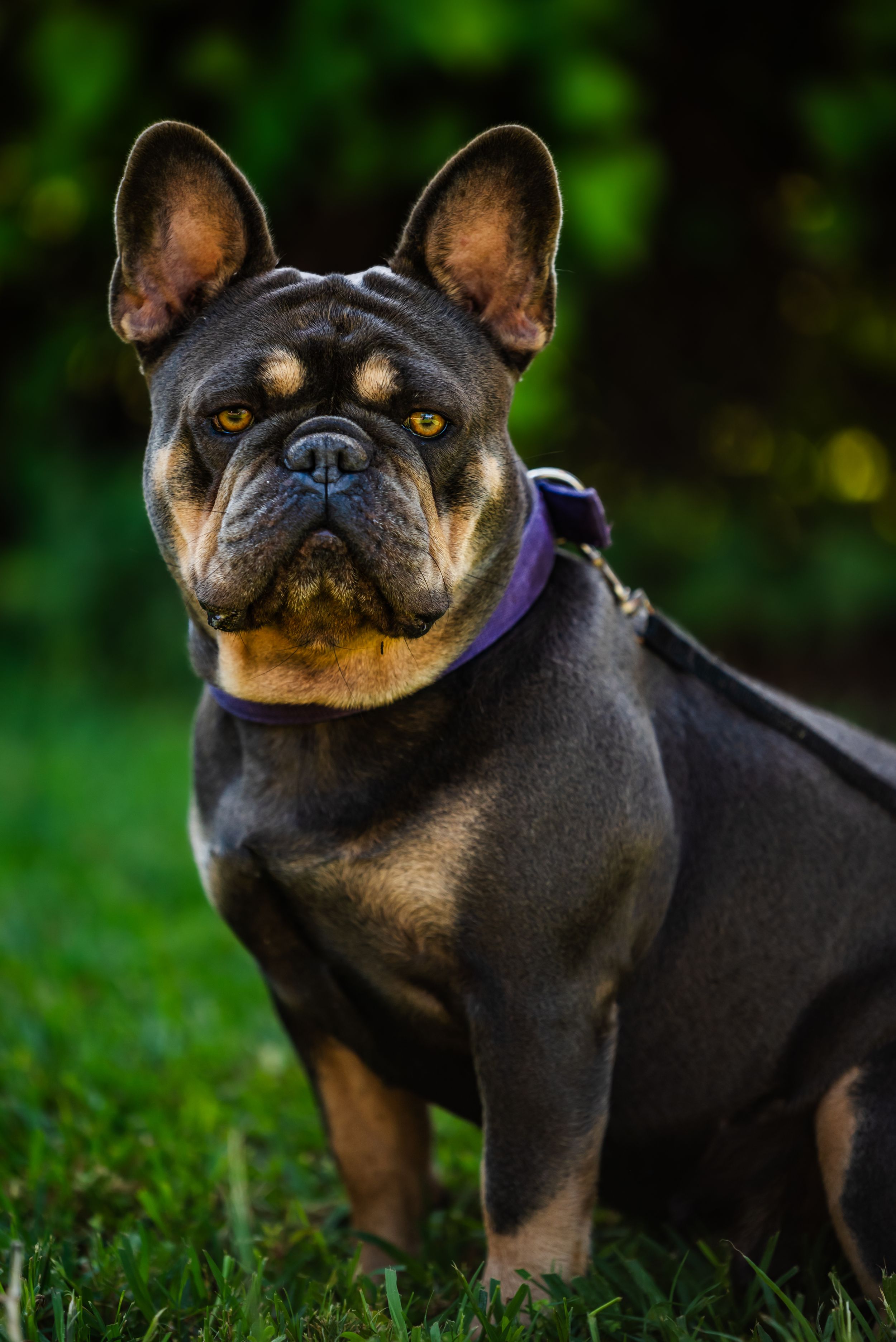 French bulldog with black and tan coat poses on grass with blurred green background.