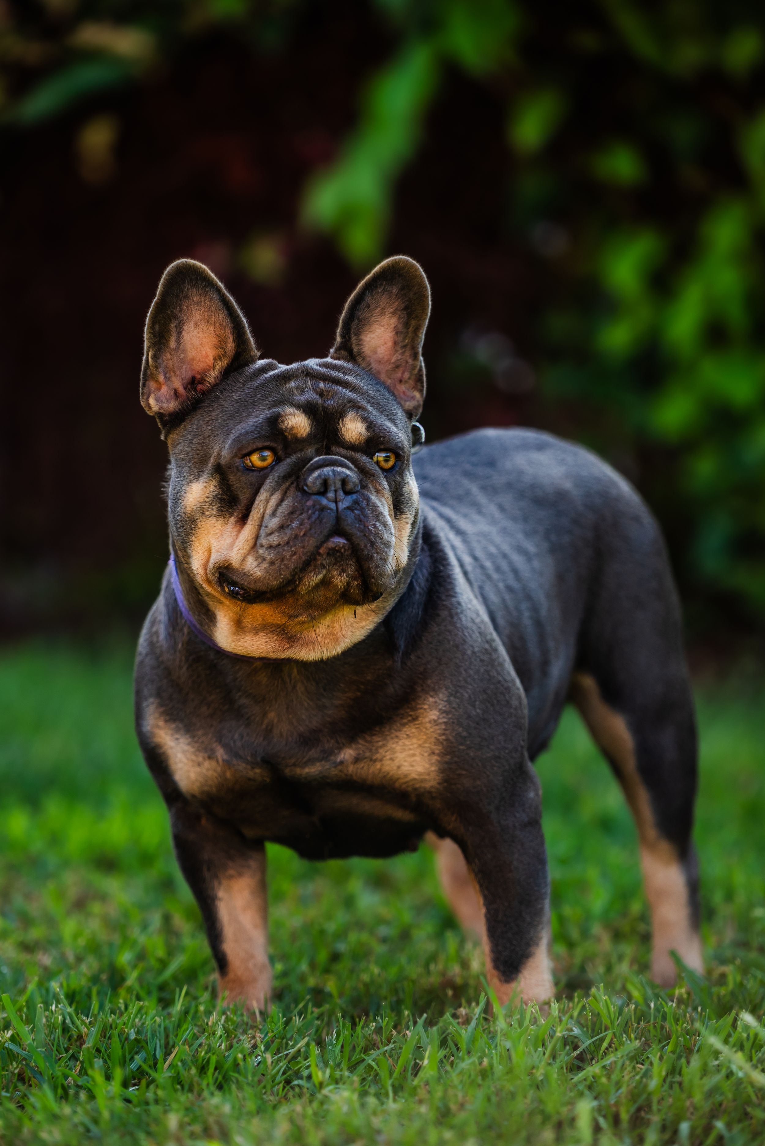 French bulldog with distinctive facial features stands alertly on grass in outdoor setting.