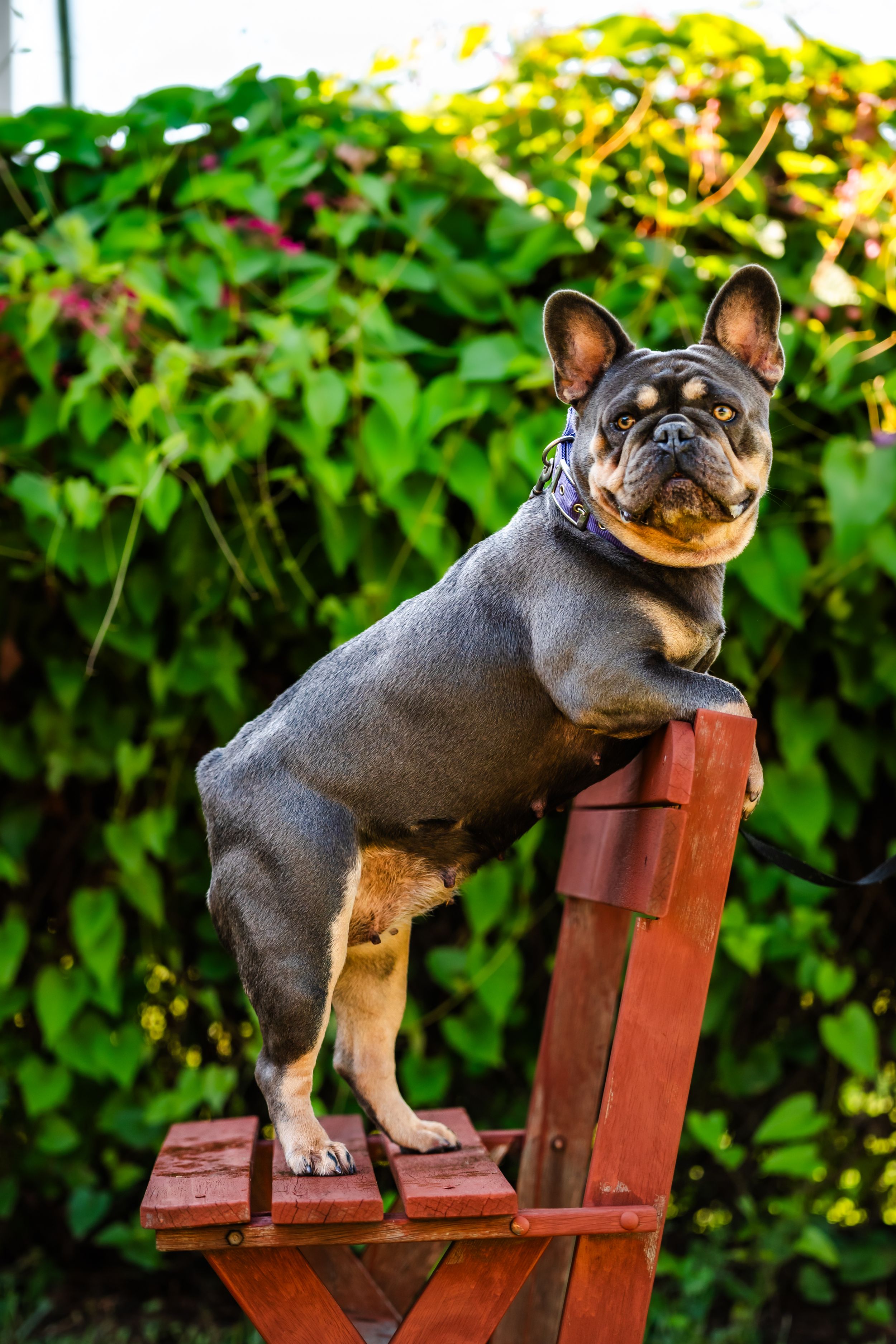French bulldog perches playfully on wooden steps in garden setting with lush foliage.