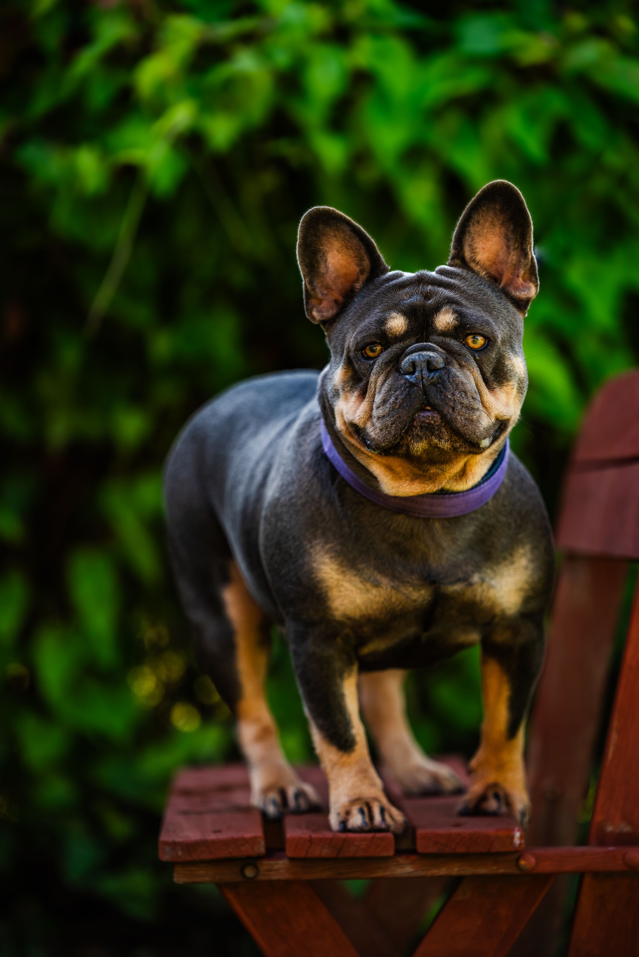 A French Bulldog sits on a wooden bench with a green foliage background in warm evening light.