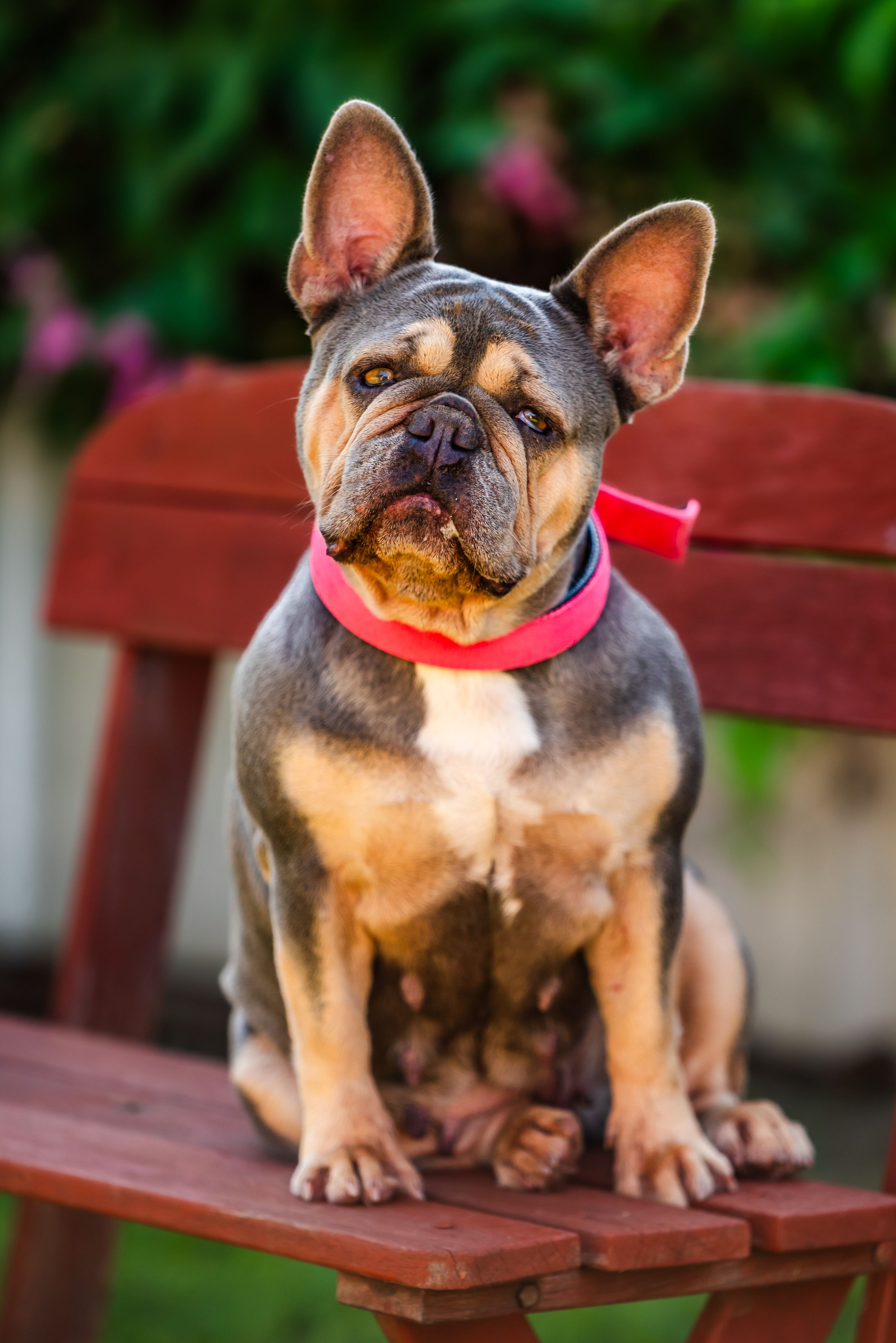 French bulldog wearing pink collar sits on red wooden bench in garden setting.