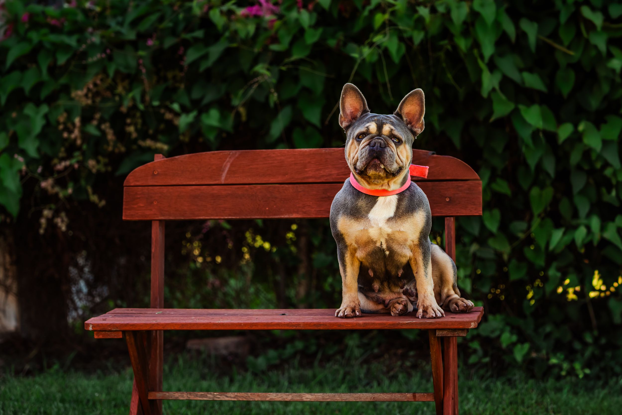 French bulldog wearing sunglasses sits on wooden park bench surrounded by lush green foliage.