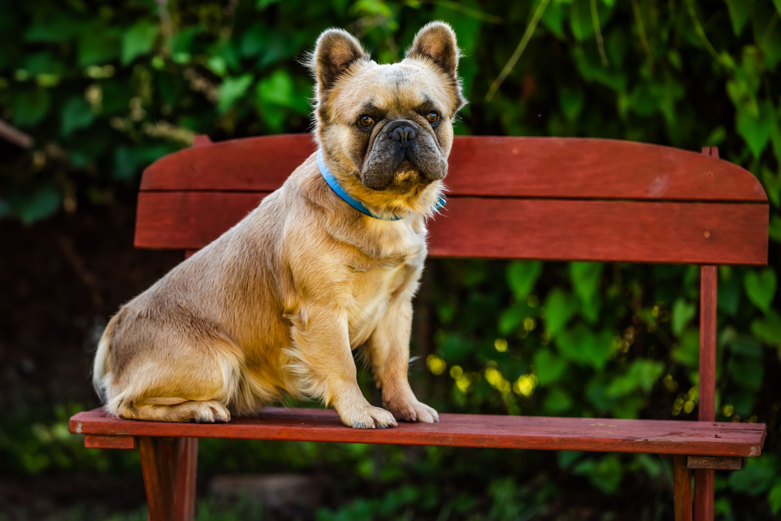 A small tan pug dog sits on a wooden bench in a garden setting with green foliage in the background.