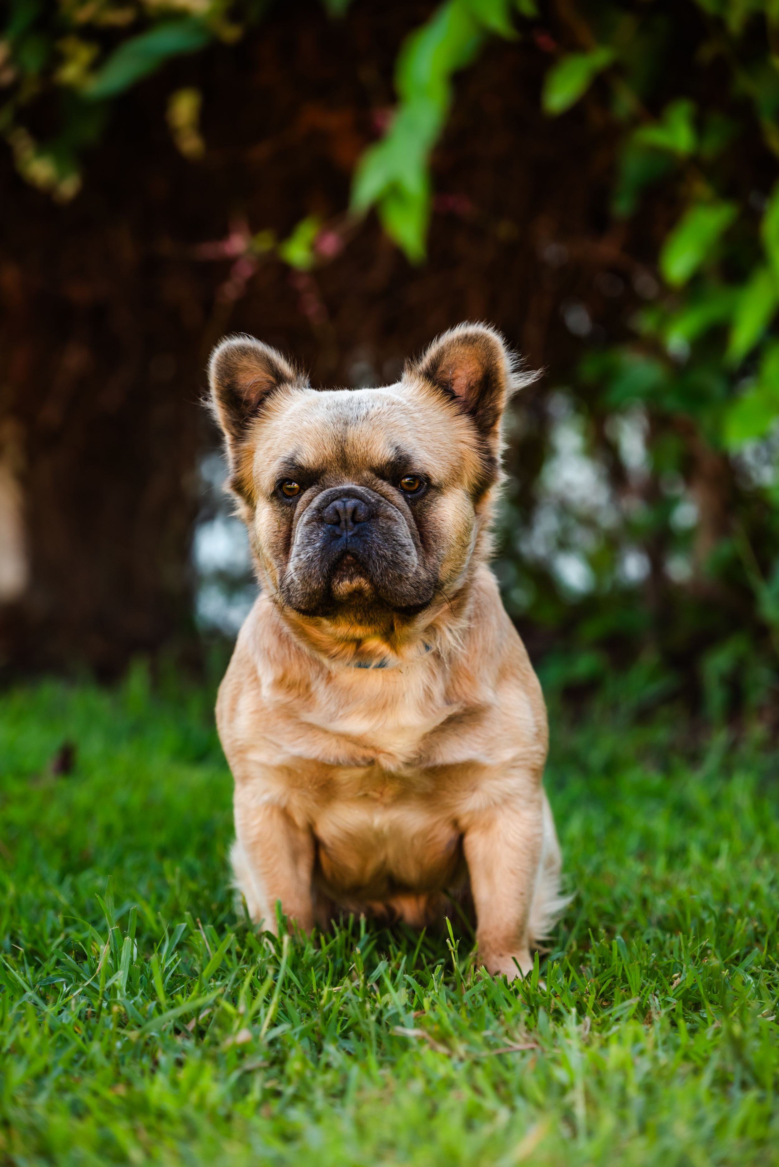 A sequence of photos showing a tan French Bulldog puppy running and playing on green grass in a garden setting.