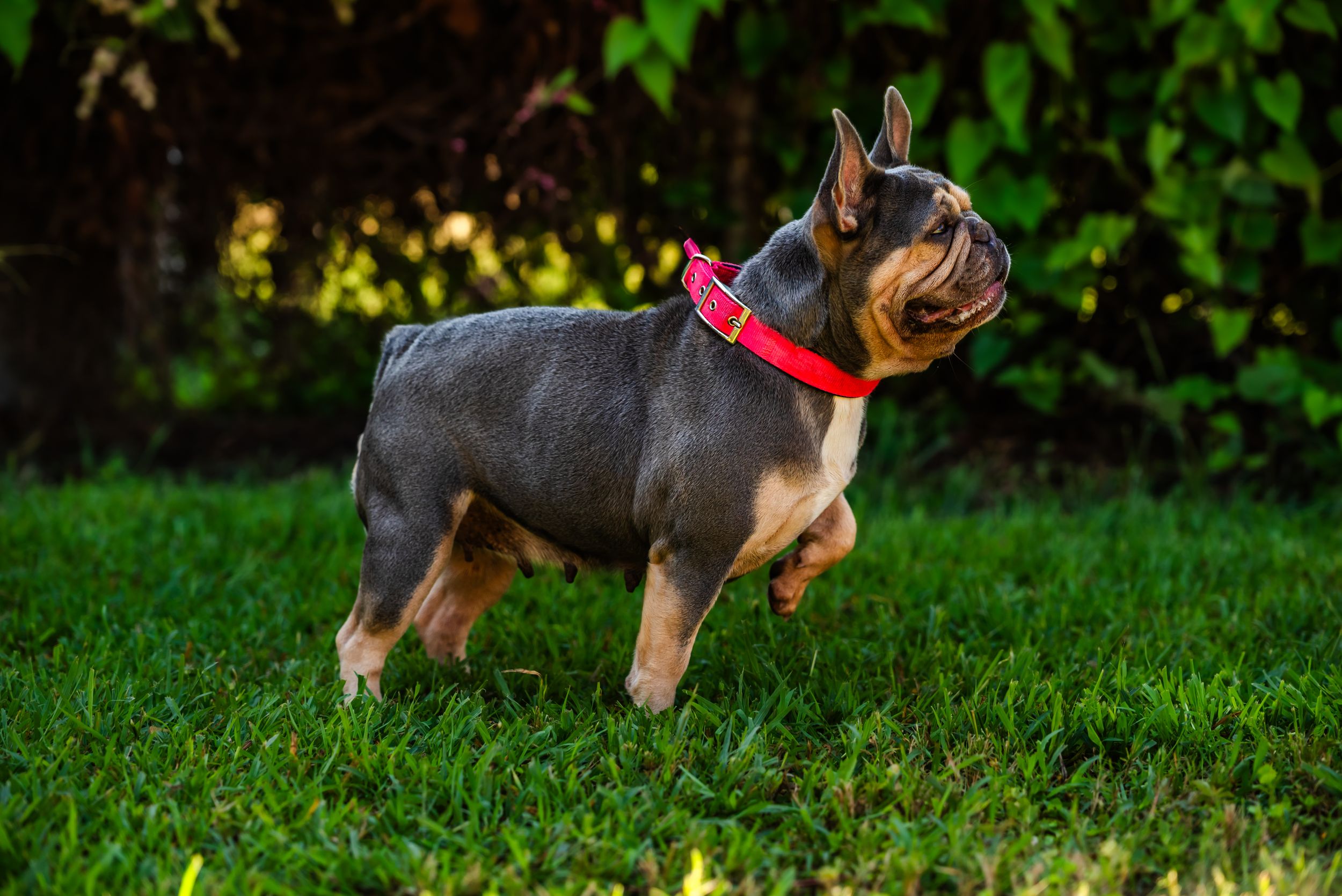 A brown and black dog walks through a grassy field with a red collar and leash on a sunny day.