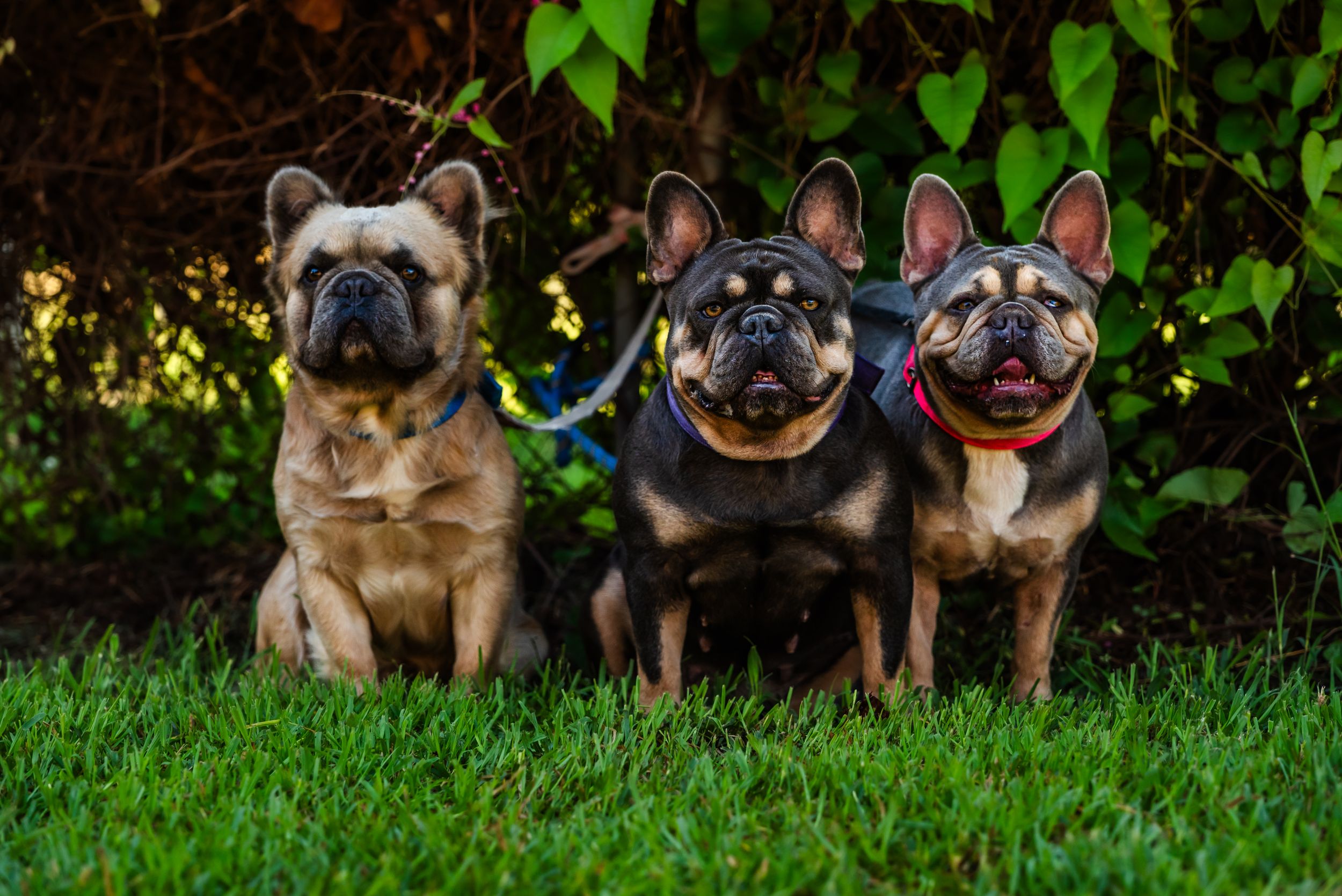 Three French Bulldogs sitting together in grass with green foliage in the background.