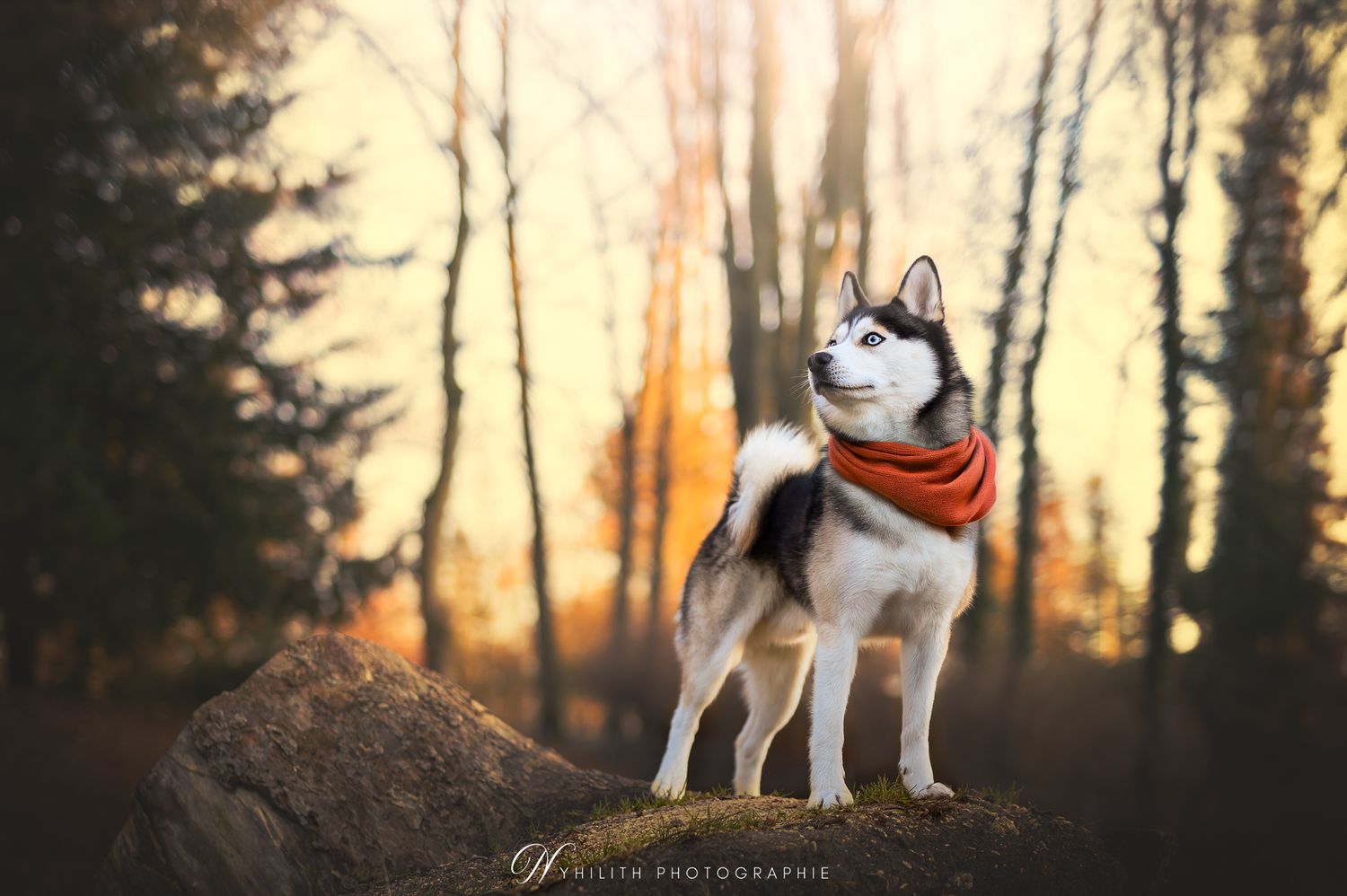 Pomsky posant fièrement lors de sa séance photo au centre ville de Verdun sous un soleil d'hiver au Parc Japiot. Séance Canin et Animaux