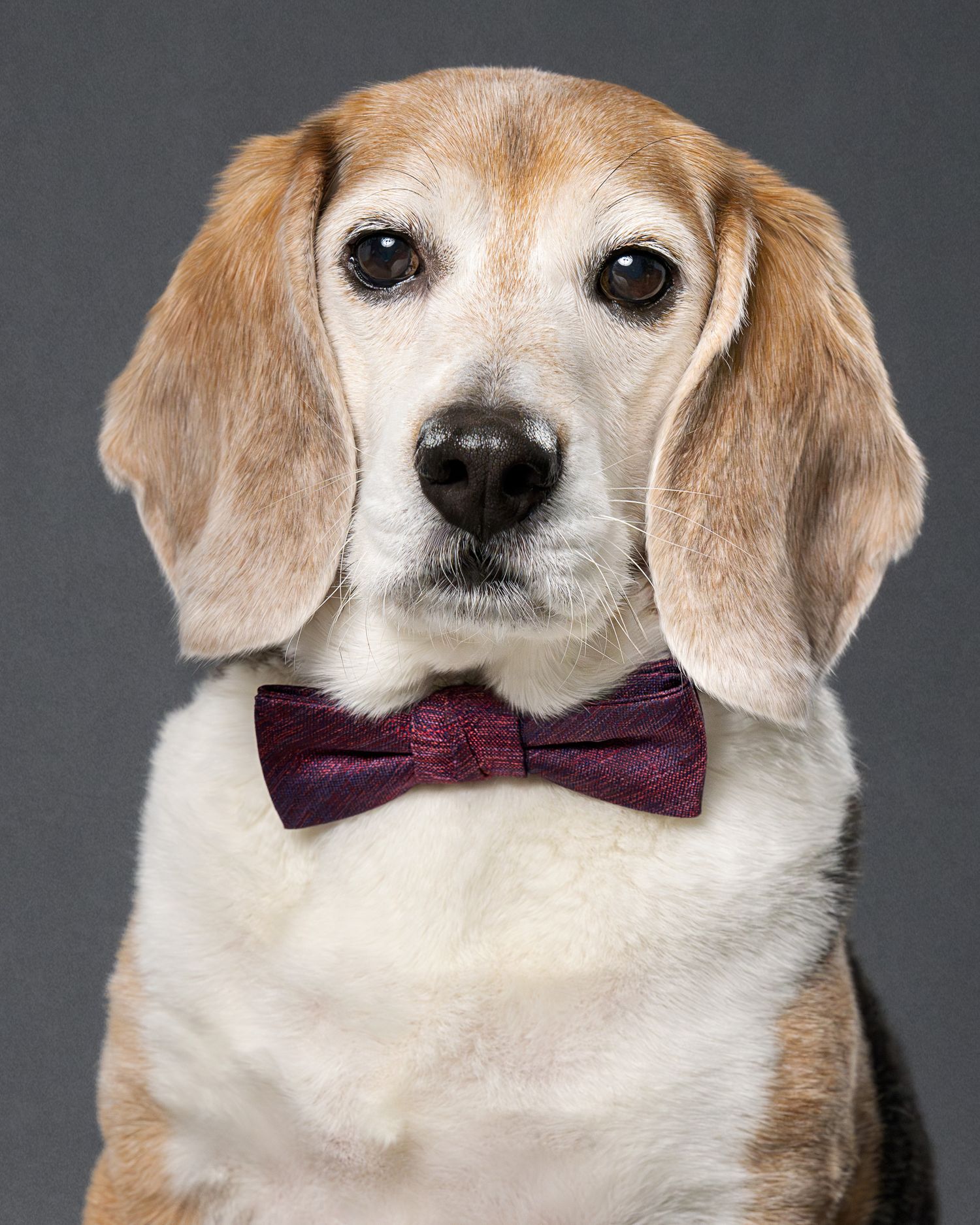 Senior Pet Photography tribute portrait