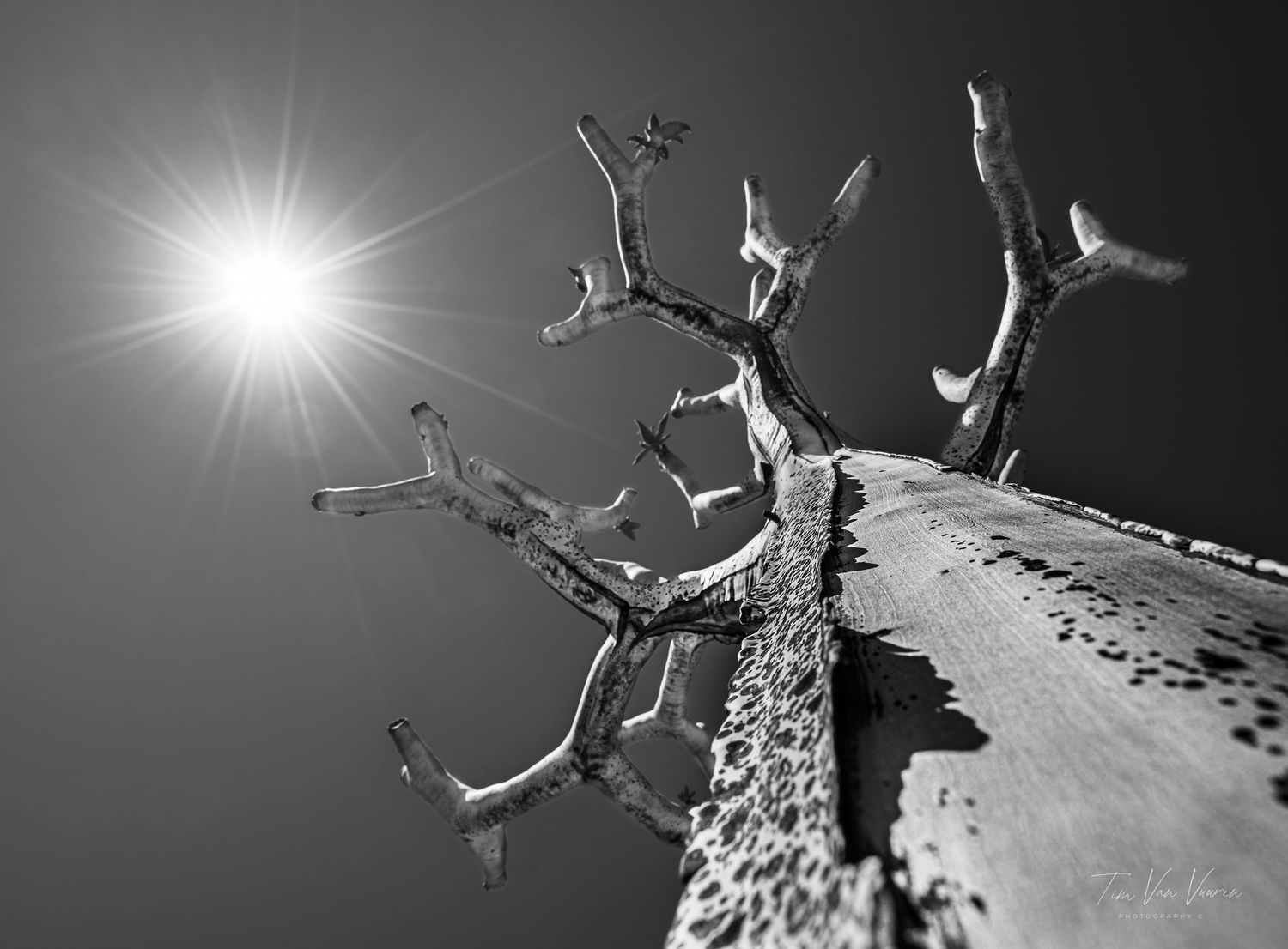 Quiver tree in the Namaqualand South Africa