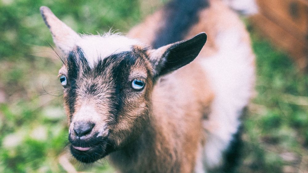 Close-up portrait of a young goat with distinctive facial features and fur pattern.