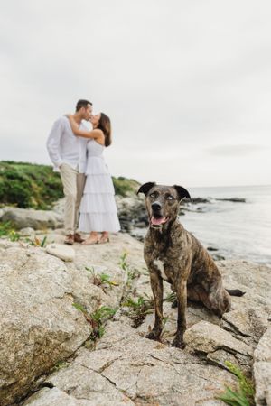 A happy brindle dog poses on coastal rocks while a couple shares a moment behind. Cliff Walk, Newport, RI