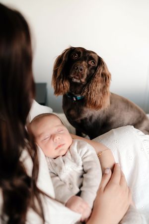 Brown dog with fluffy fur looks curiously at sleeping baby in white clothing on soft bedding.