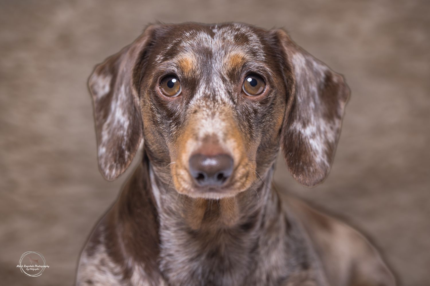 Close-up portrait of a dapple Dachshund with soulful brown eyes against a neutral gray background.