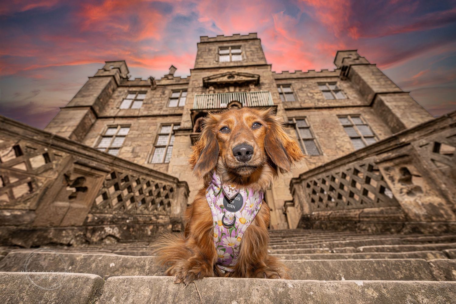 A golden dachshund wearing a colorful bandana poses regally on castle steps under a dramatic pink and purple sunset sky.