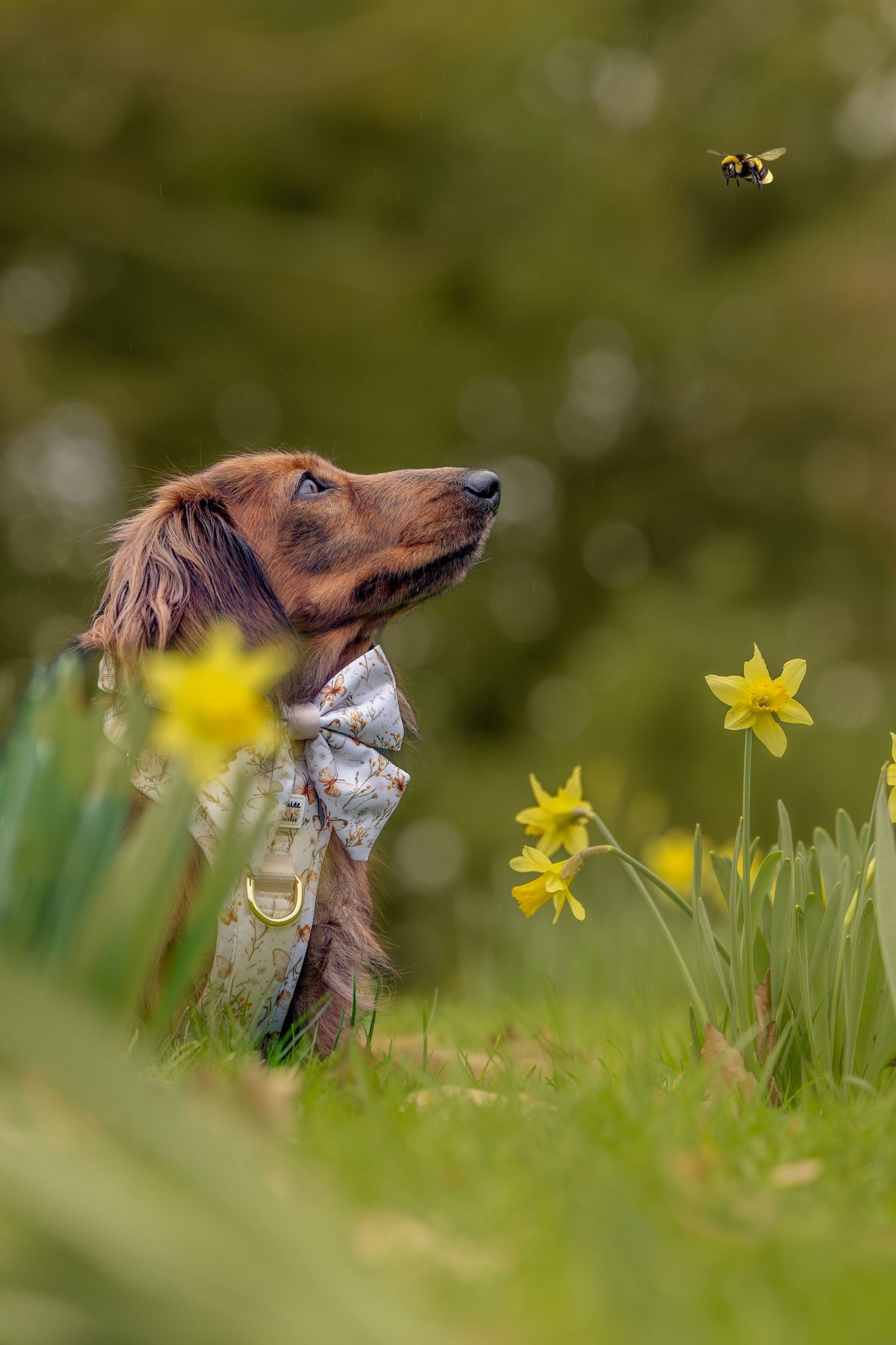 A dachshund wearing a bow tie sits among yellow daffodils, gazing at a bumblebee in a lush green garden.