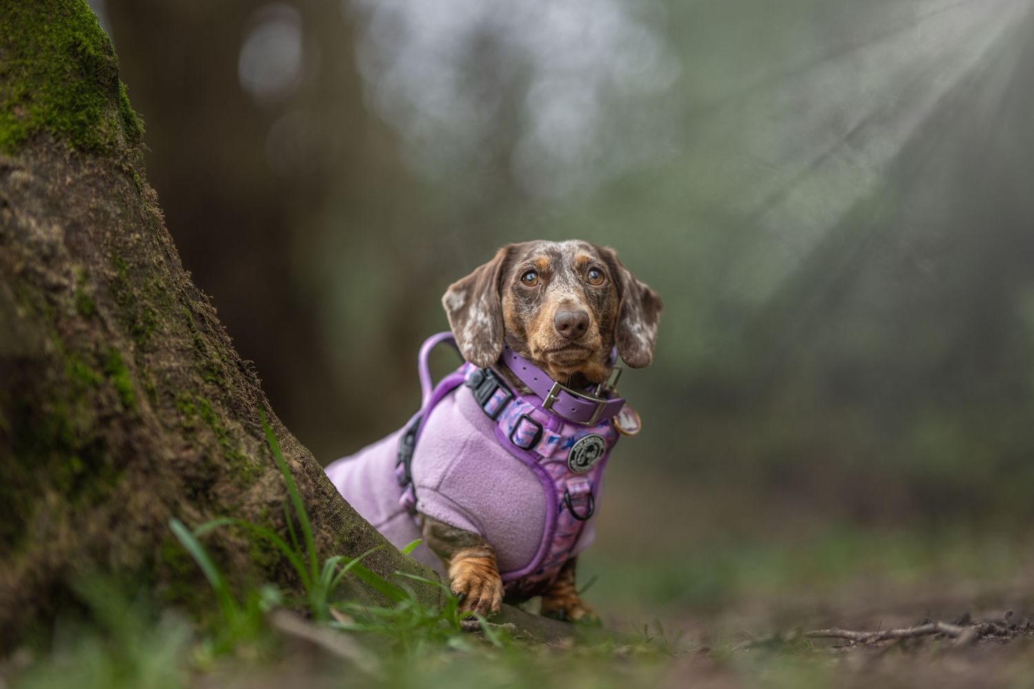 A dachshund in a purple harness and jacket poses near a tree in a misty forest setting.