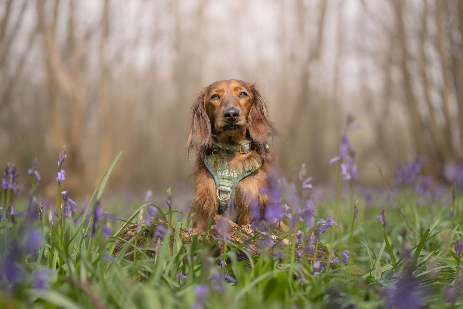 A golden Dachshund wearing a harness sits among purple bluebells in a misty woodland forest setting.