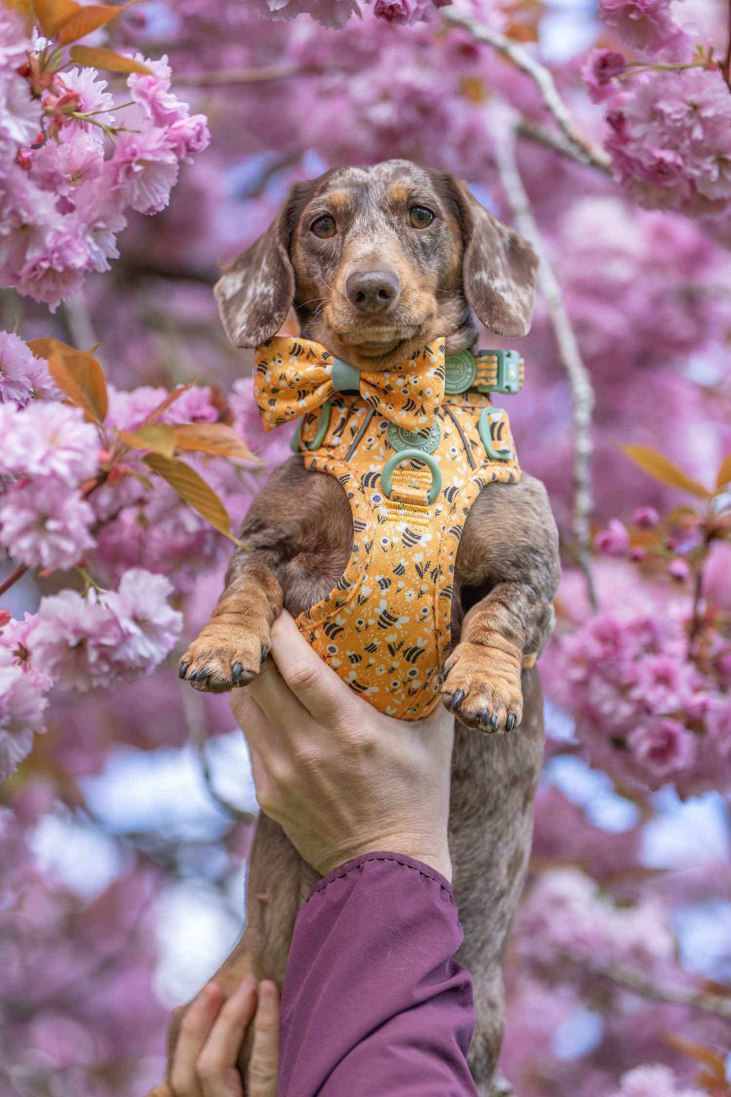 A dachshund puppy in a yellow floral outfit held up among pink cherry blossom branches in spring.