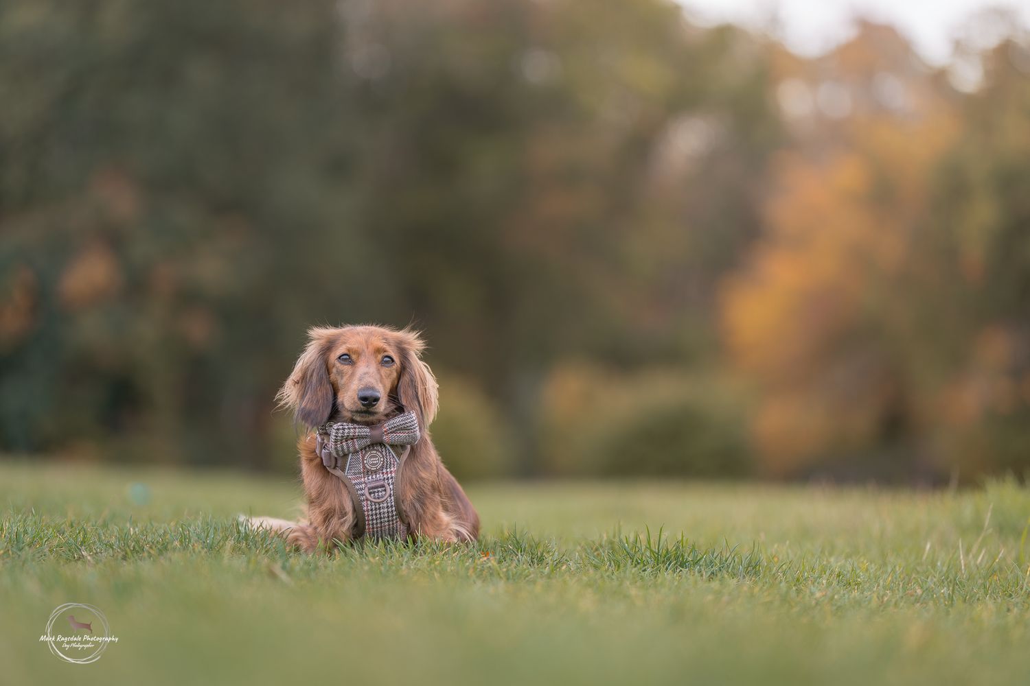 A long-haired dachshund wearing a scarf sits in a lush green park with colorful autumn foliage in the background.