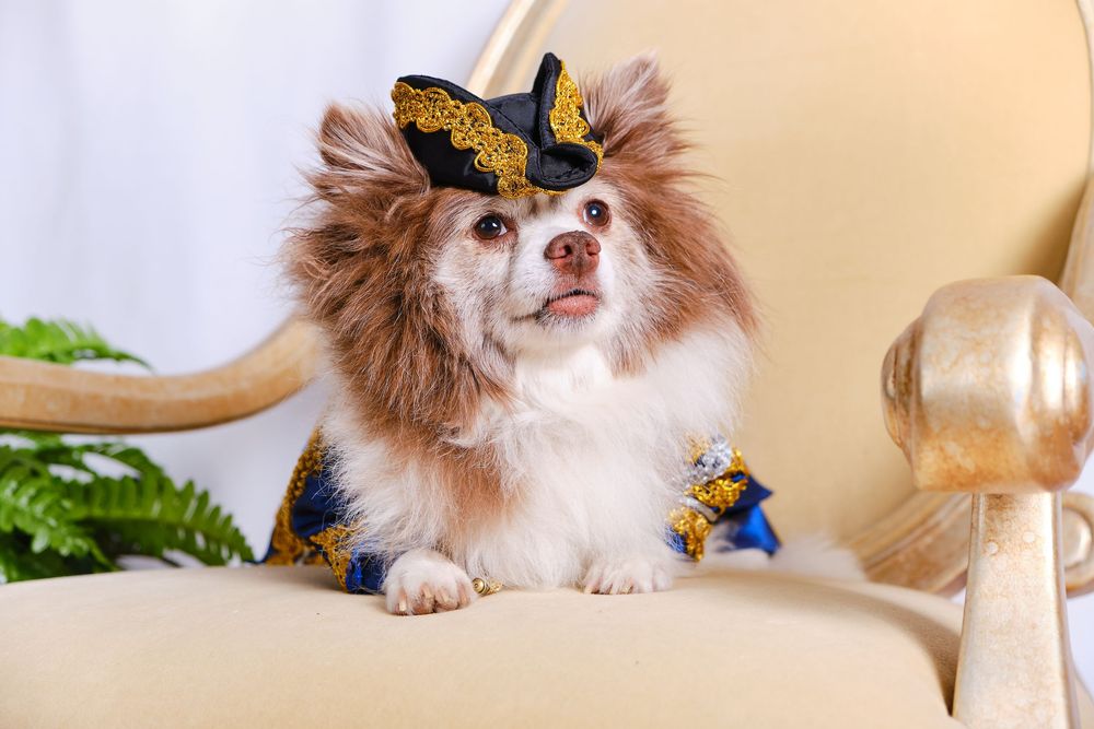 Chihuahua dog wearing a yellow and black butterfly costume sits on beige chair.