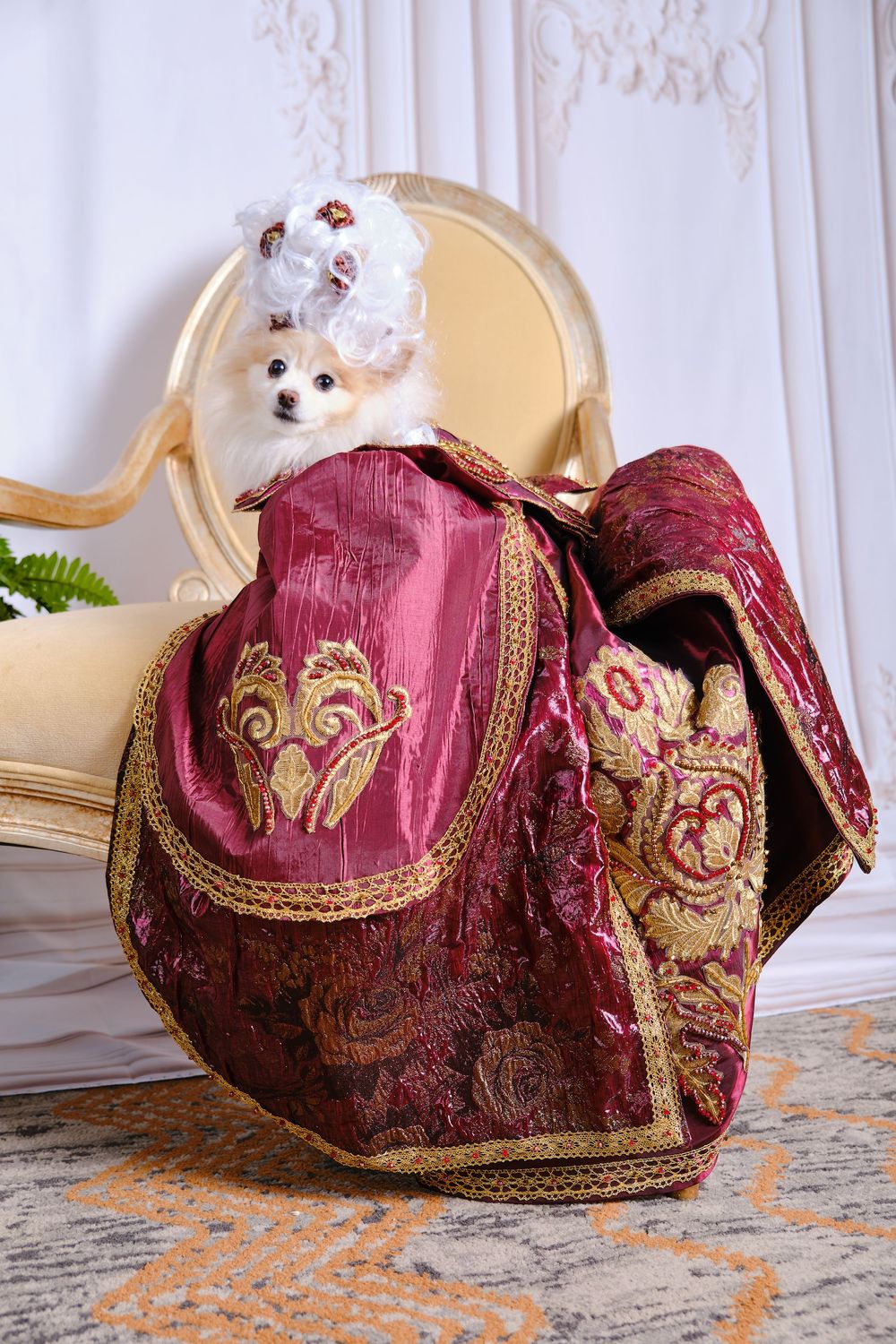 Small white Pomeranian dog wearing an ornate burgundy and gold embroidered vintage dress sits on an antique chair.