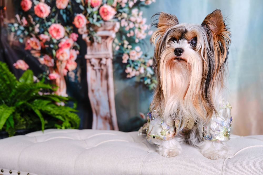 A Biewer Terrier dog poses elegantly among pink roses and romantic garden decor.
