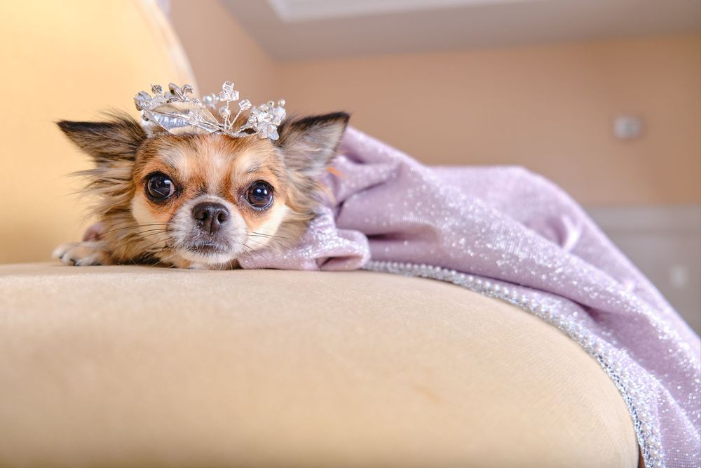Small chihuahua dog wearing tiara crown rests on beige couch with purple blanket in soft lighting.