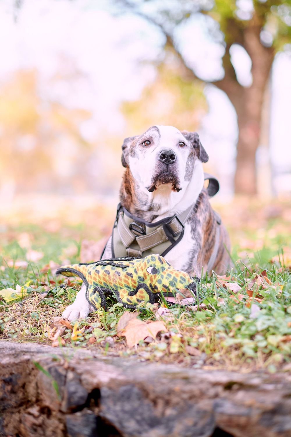 Adorable beagle dog lying in autumn leaves and grass with a blurred nature background.