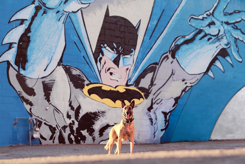 A small dog stands in front of a large Batman street art mural painted in blue and gray tones on a wall.