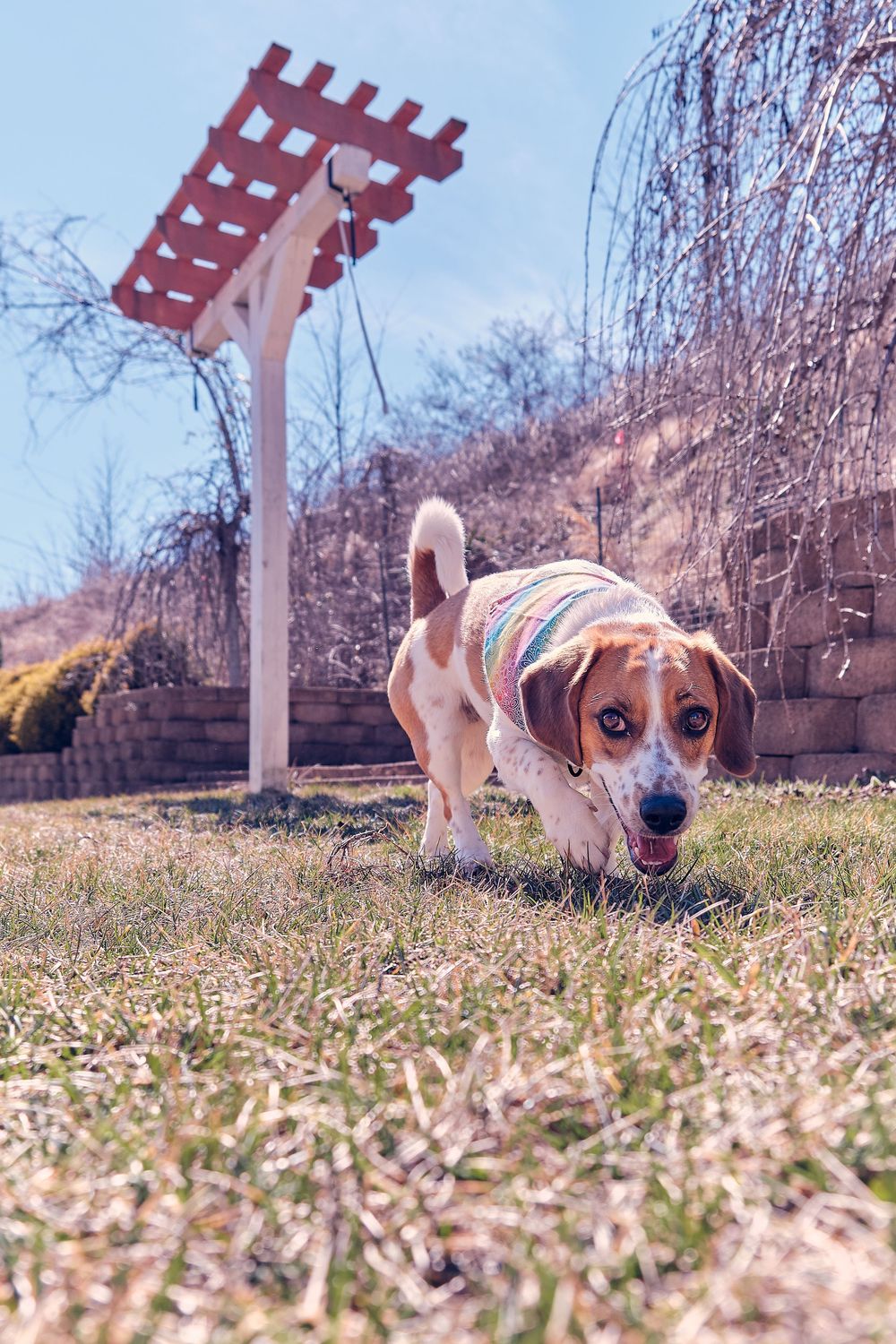 Beagle puppy wearing sweater plays in backyard with red birdhouse post in background on sunny winter day.