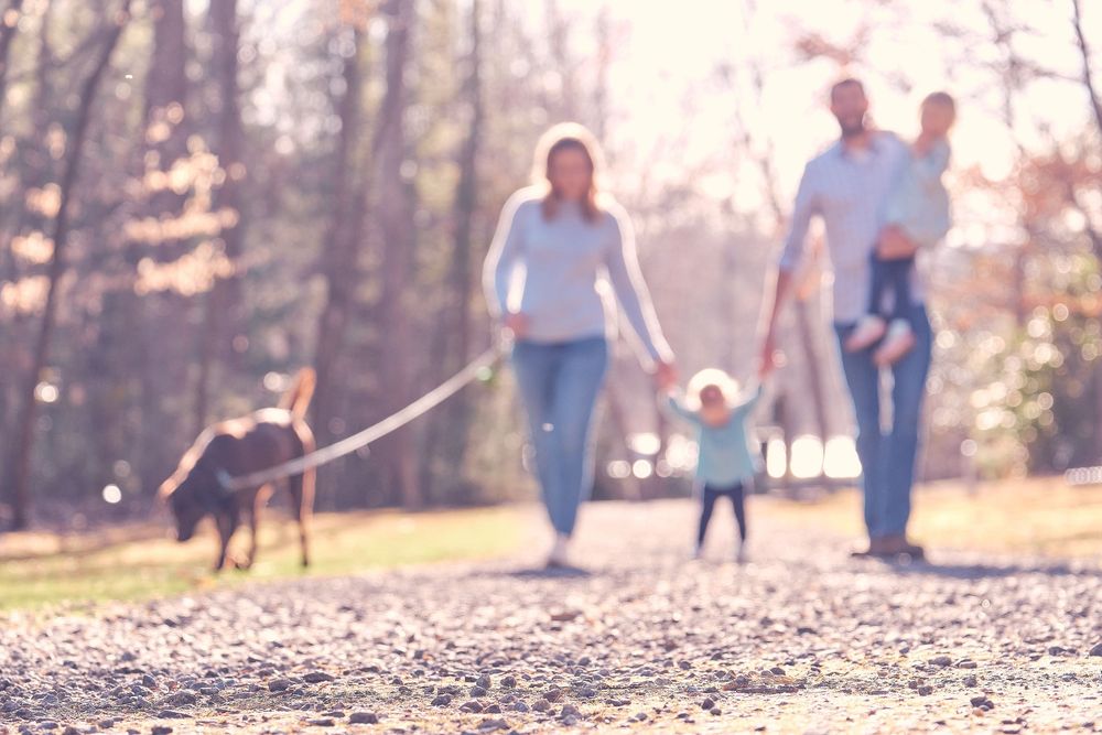 A blurred silhouette of a family and their dog walking together on a nature trail during golden hour.