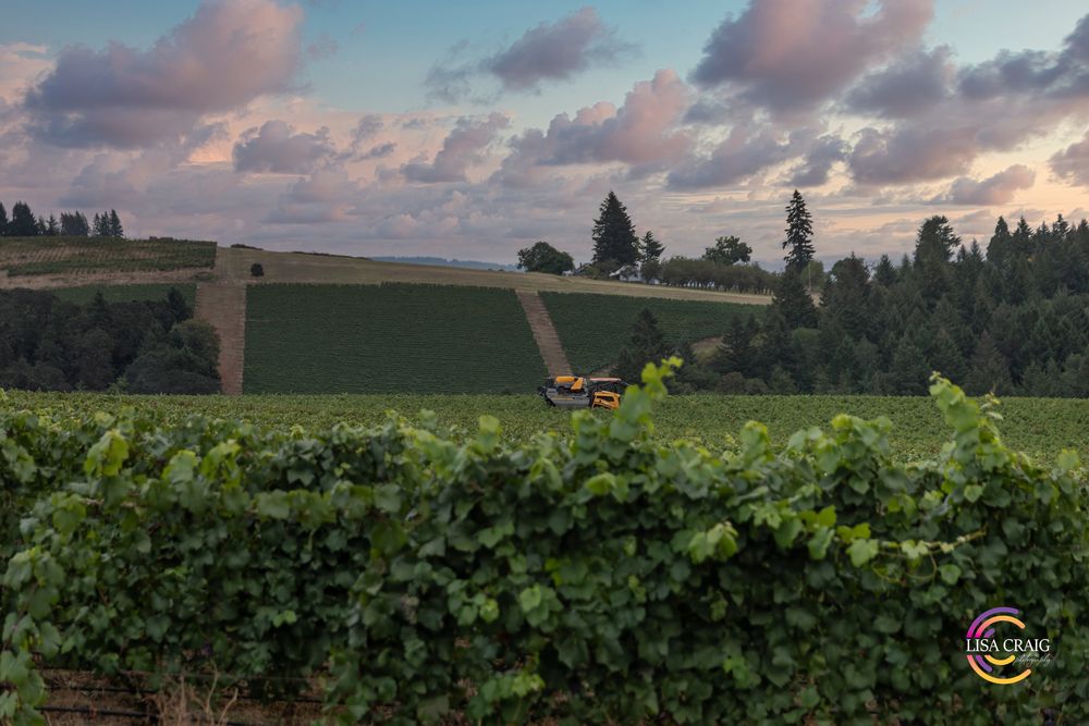 Lush green vineyard rows in the foreground with a tractor working distant hillside vines under a pastel sunset sky and evergreen trees.