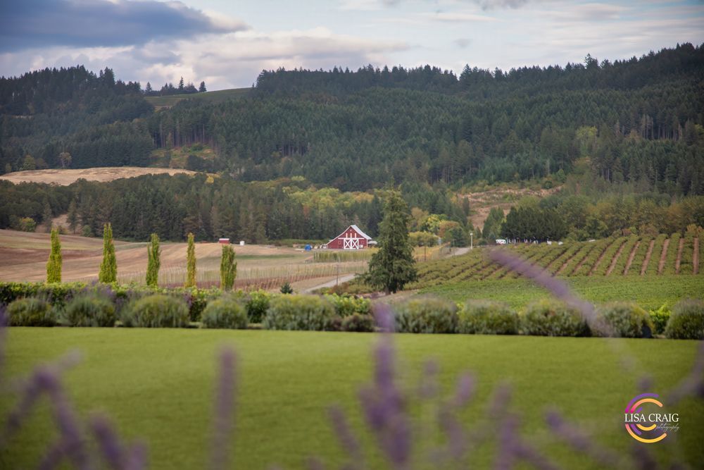 Red barn nestled among rolling vineyard rows and evergreen-covered hills, viewed through blurred purple lavender in the foreground.
