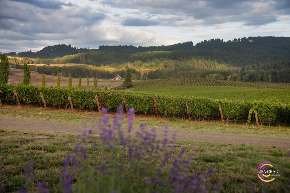 Purple lavender blooms in the foreground overlook rows of vineyards and rolling green hills under a cloudy sky in wine country.