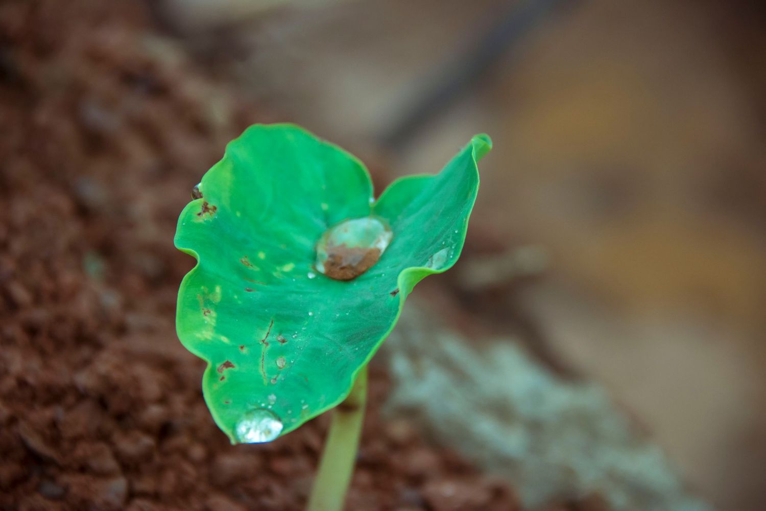 Cocoyam leaf