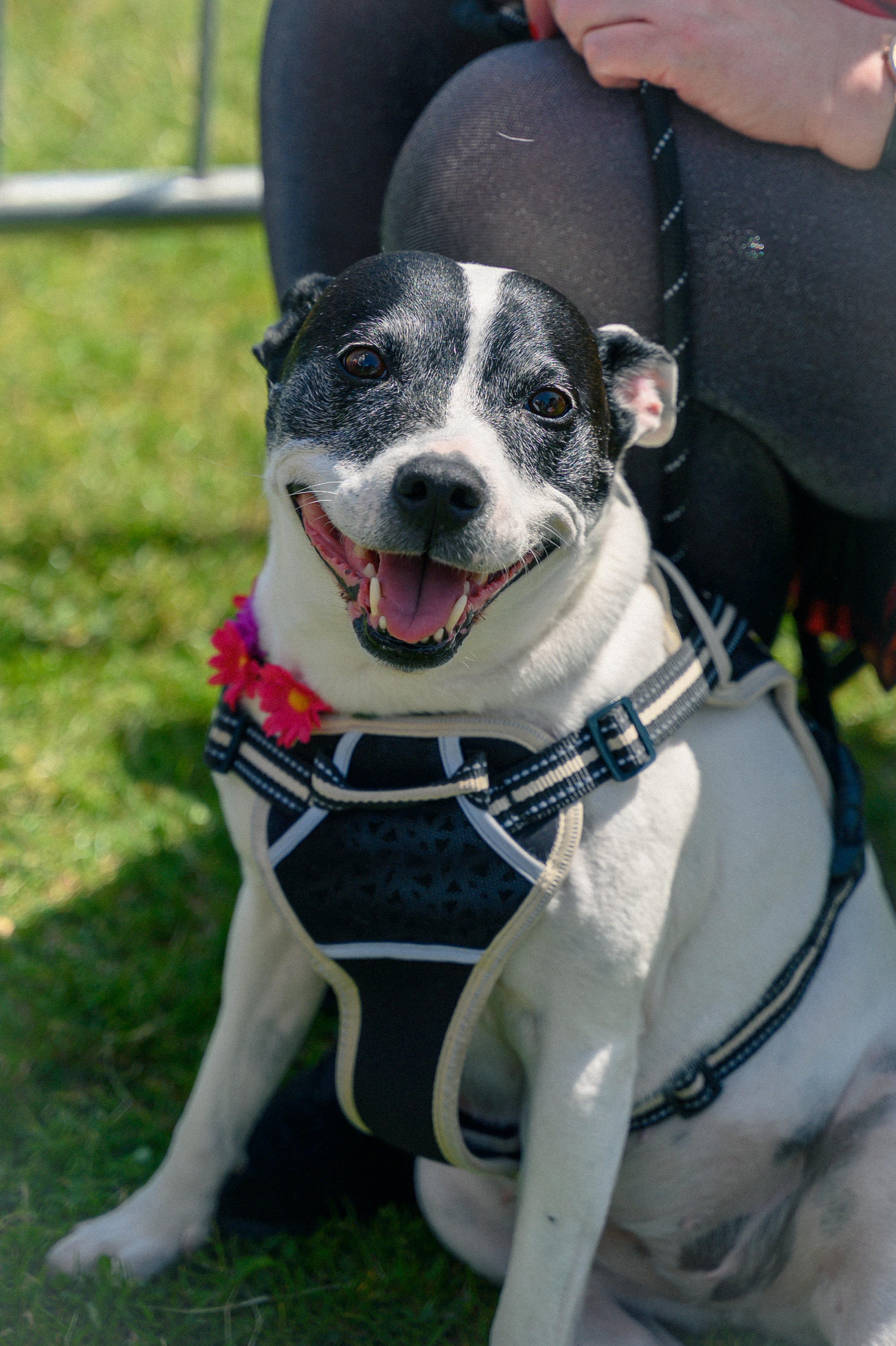 A happy black and white dog wearing a harness and floral collar sits outdoors on green grass, mouth open in a big smile.