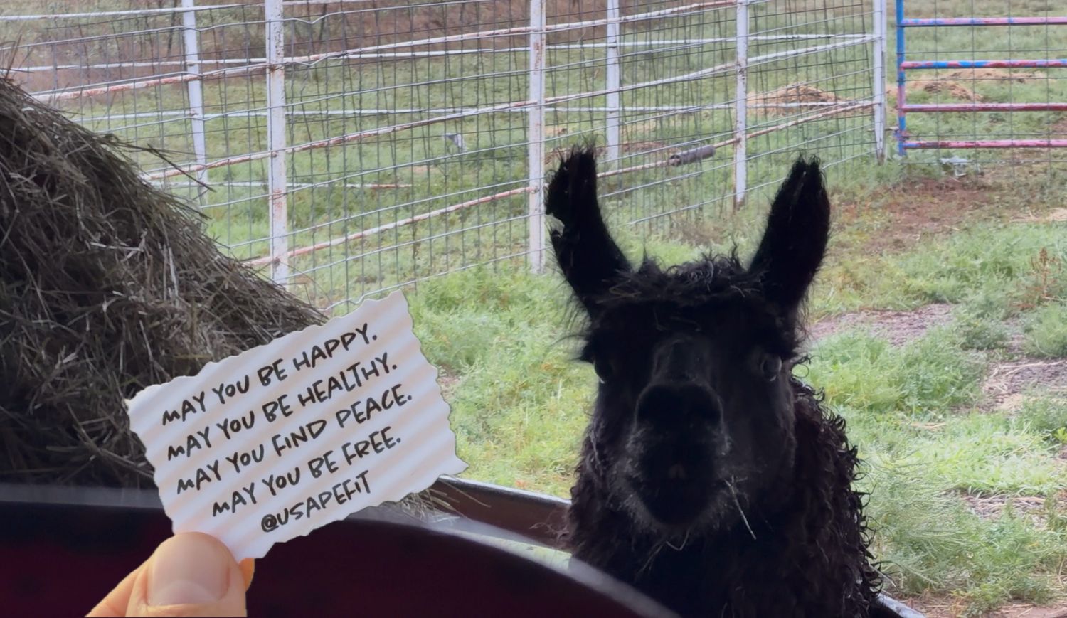 A black llama reads a handwritten mlovingkindness note at a farm with hay and fencing visible.