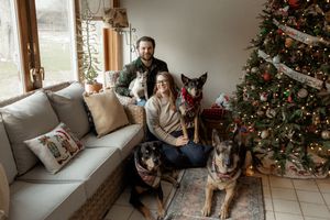 Couple poses with three German Shepherds wearing bandanas beside a decorated Christmas tree in a cozy living room.