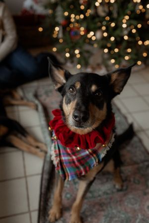 A black and tan dog wearing a festive red ruffle collar and plaid bandana sits in front of a decorated Christmas tree.