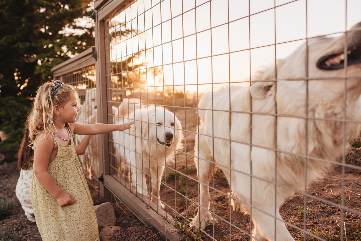 Young girl in a green dress reaches through a wire fence to pet large white fluffy dogs in warm golden sunlight.