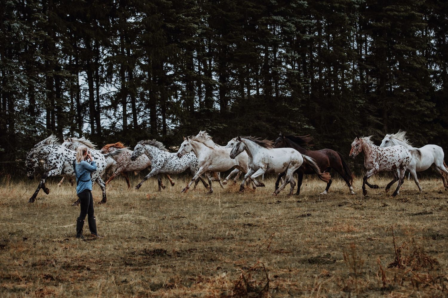 A person stands in a field as a large herd of appaloosa and white horses gallops past tall dark pine trees.