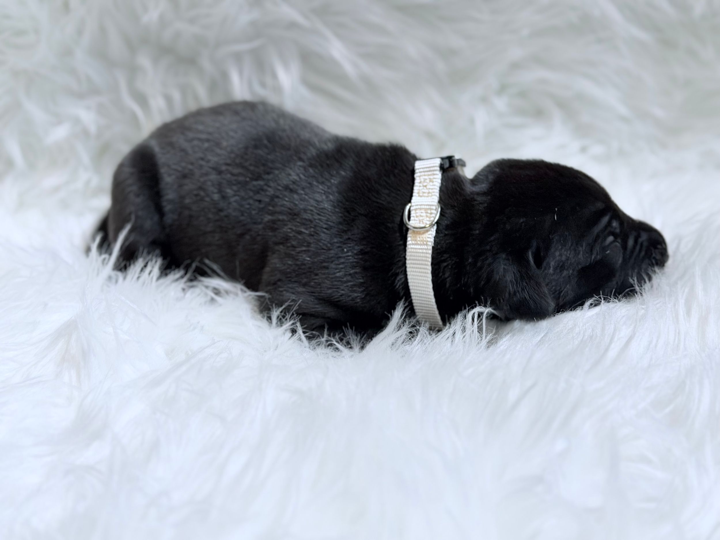 A tiny black newborn puppy sleeping peacefully on a fluffy white surface, wearing a small white collar.