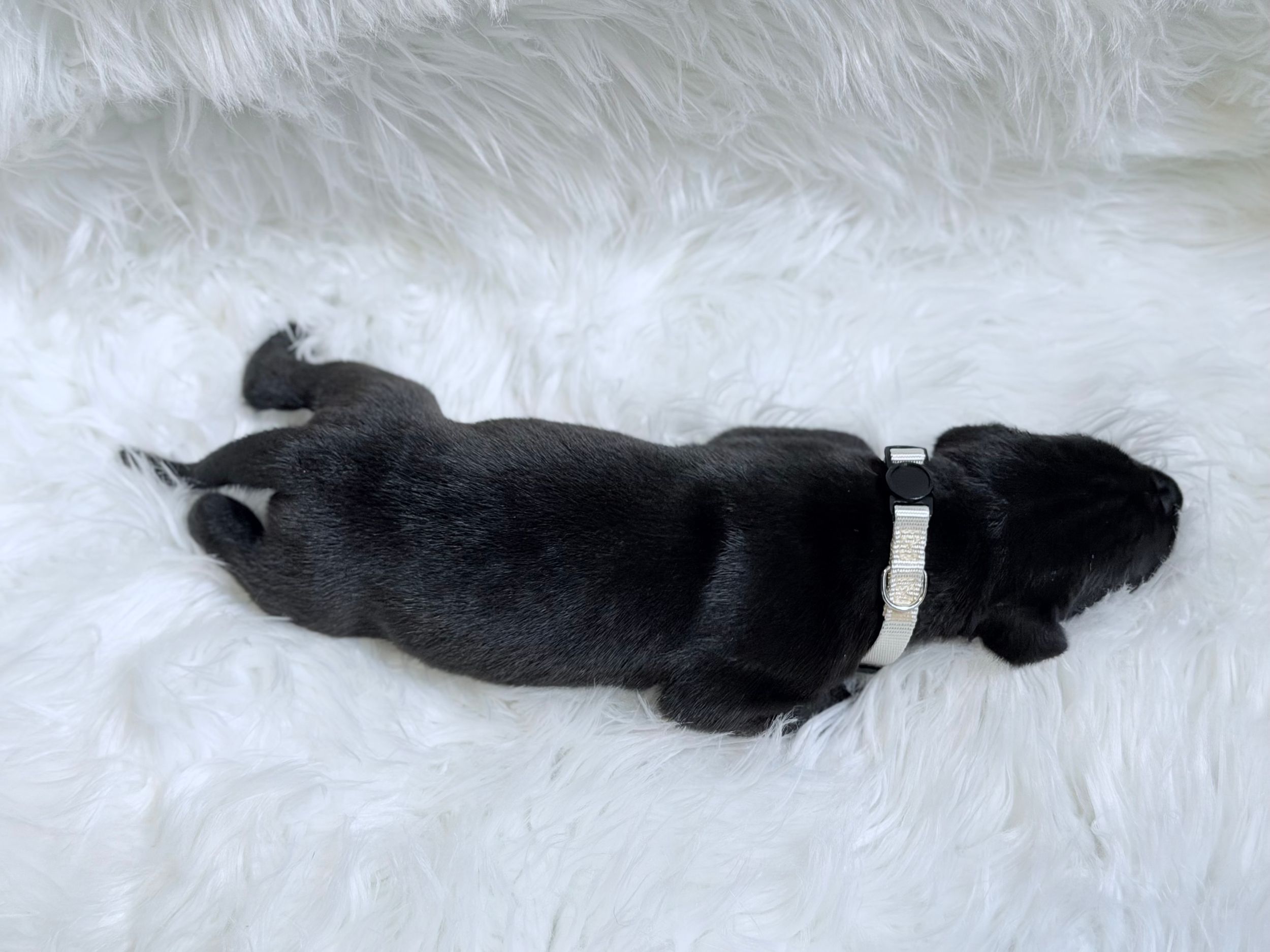 Tiny black puppy sleeping peacefully on a fluffy white fur rug, wearing a small white collar.