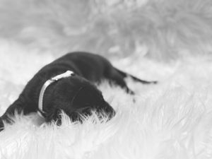 A tiny black puppy with a white collar sleeping peacefully on a fluffy white fur blanket in black and white photo.