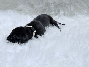 Black Labrador puppy sleeping peacefully on a fluffy white shag rug, wearing a white collar.