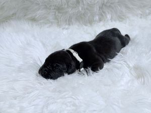 A tiny black newborn puppy with a white collar sleeping on a fluffy white rug.